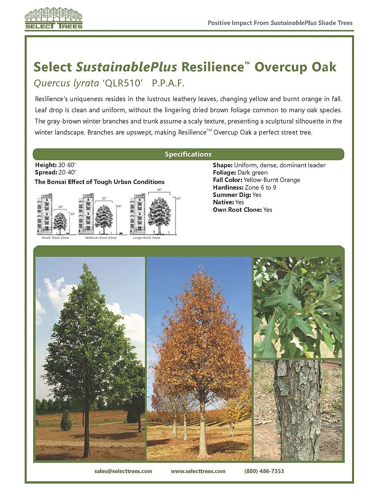 quercus-lyrata-qlr510-overcup-oak-select-sustainableplus-resilience