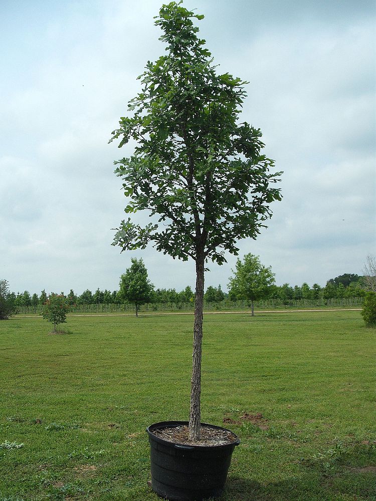 quercus-macrocarpa-bur-oak-tree