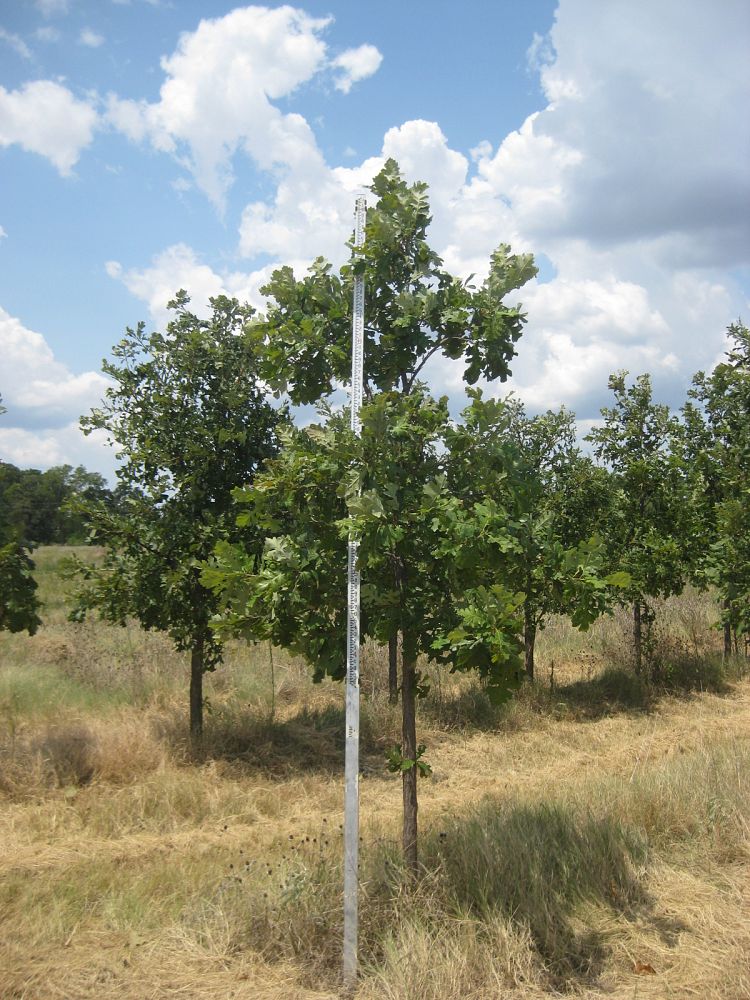 quercus-macrocarpa-bur-oak-tree