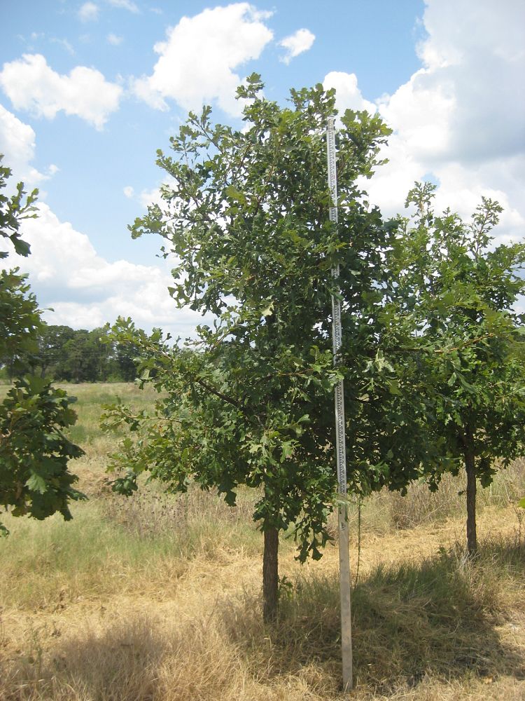 quercus-macrocarpa-bur-oak-tree