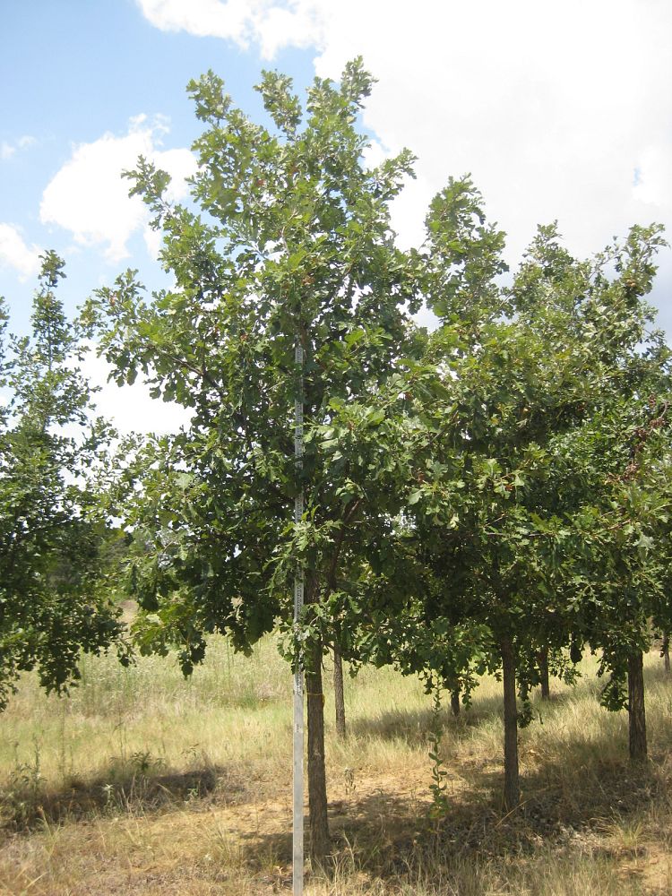 quercus-macrocarpa-bur-oak-tree