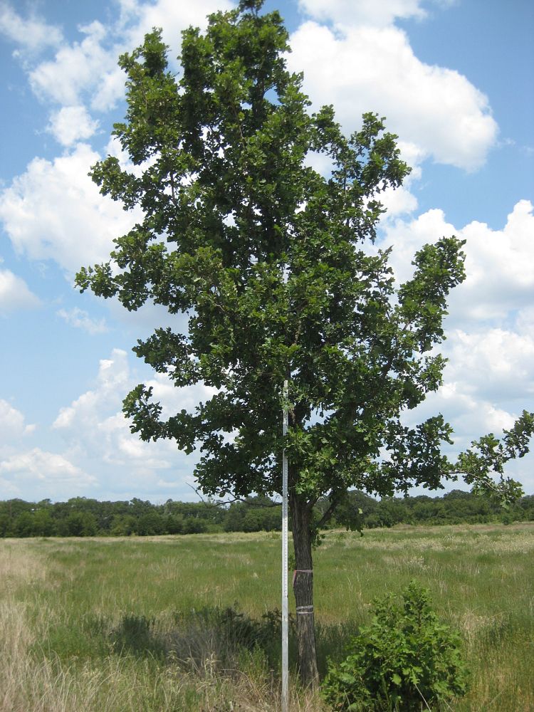 quercus-macrocarpa-bur-oak-tree