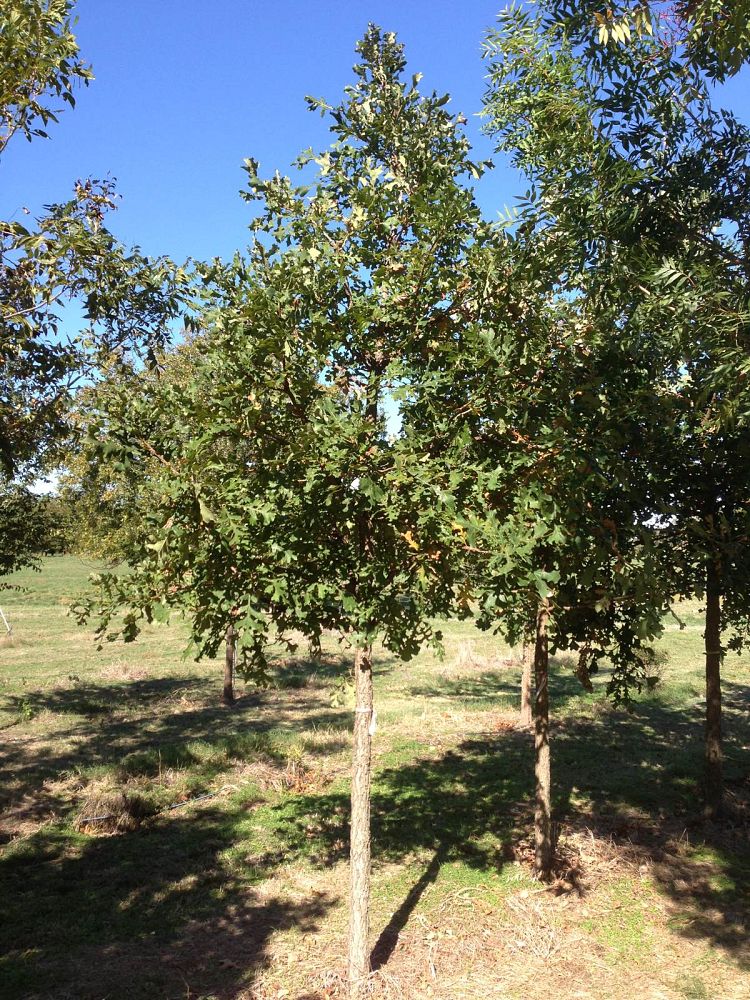 quercus-macrocarpa-bur-oak-tree