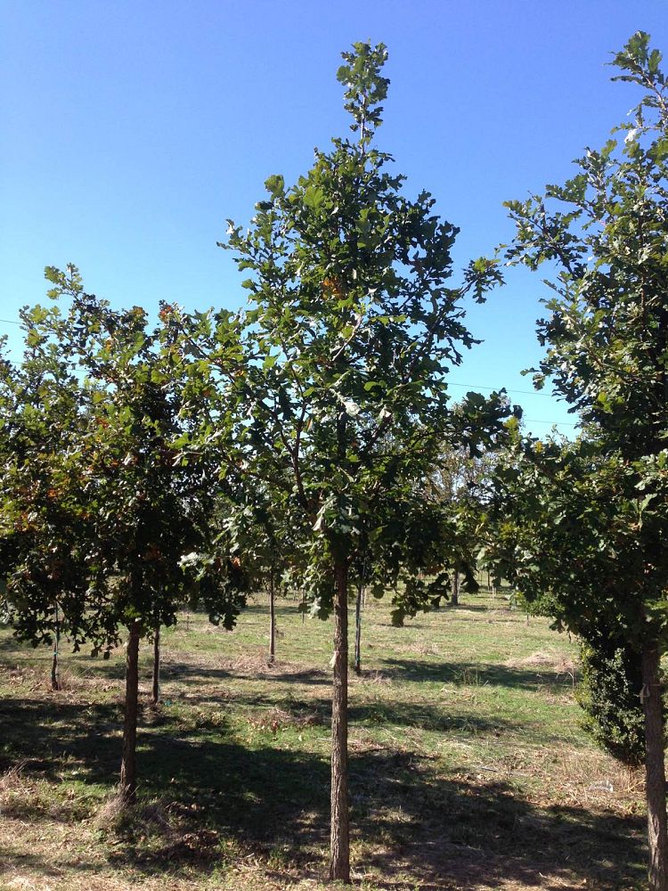 quercus-macrocarpa-bur-oak-tree