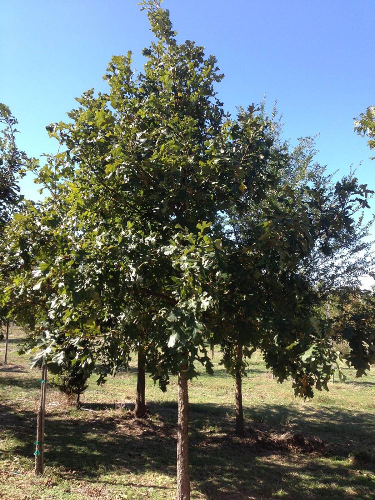 quercus-macrocarpa-bur-oak-tree
