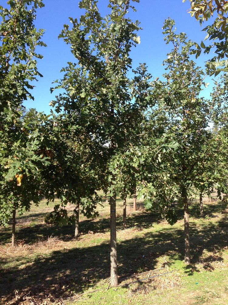 quercus-macrocarpa-bur-oak-tree