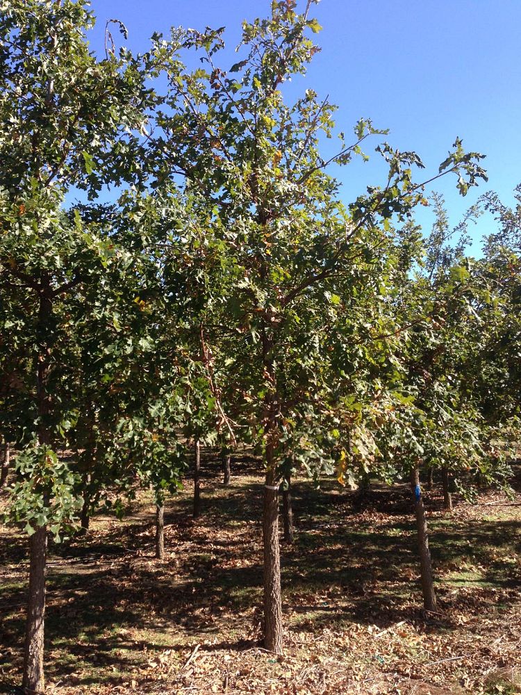 quercus-macrocarpa-bur-oak-tree