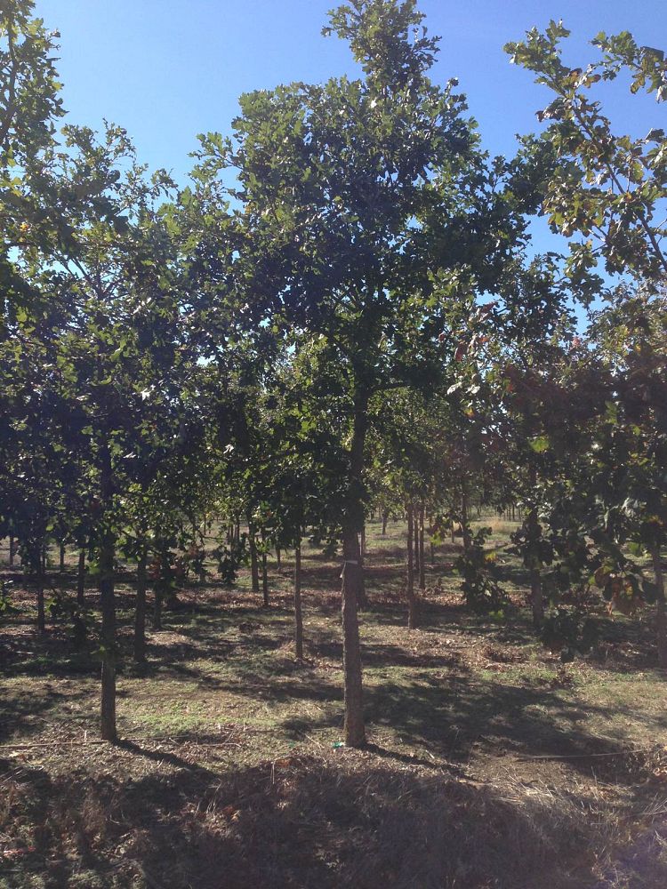 quercus-macrocarpa-bur-oak-tree