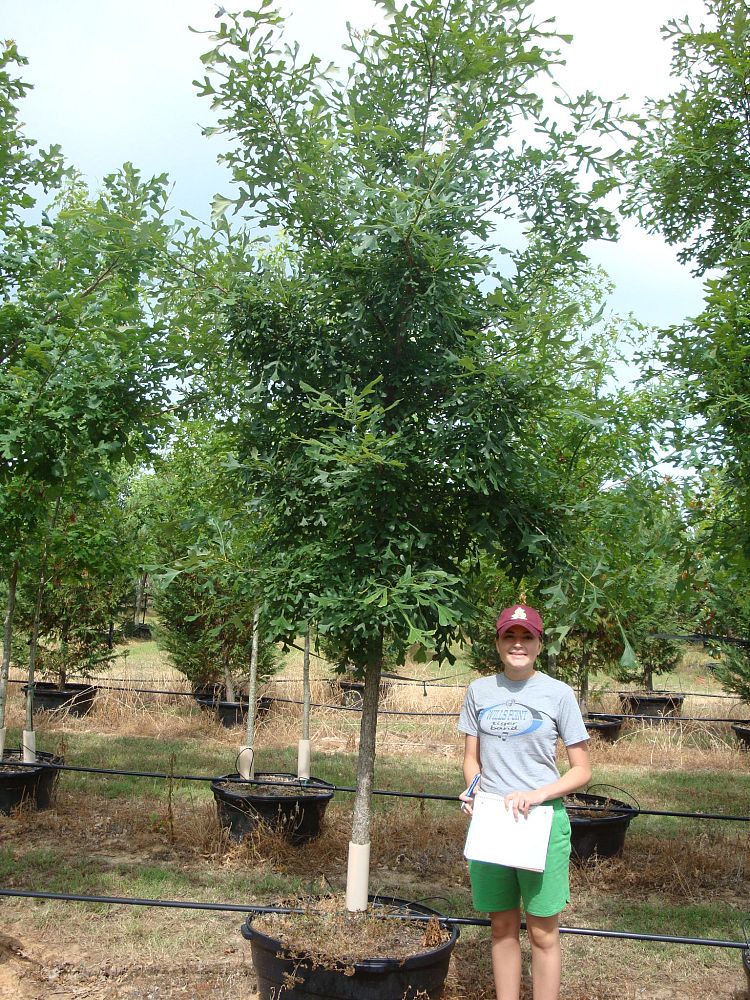 quercus-macrocarpa-bur-oak-tree