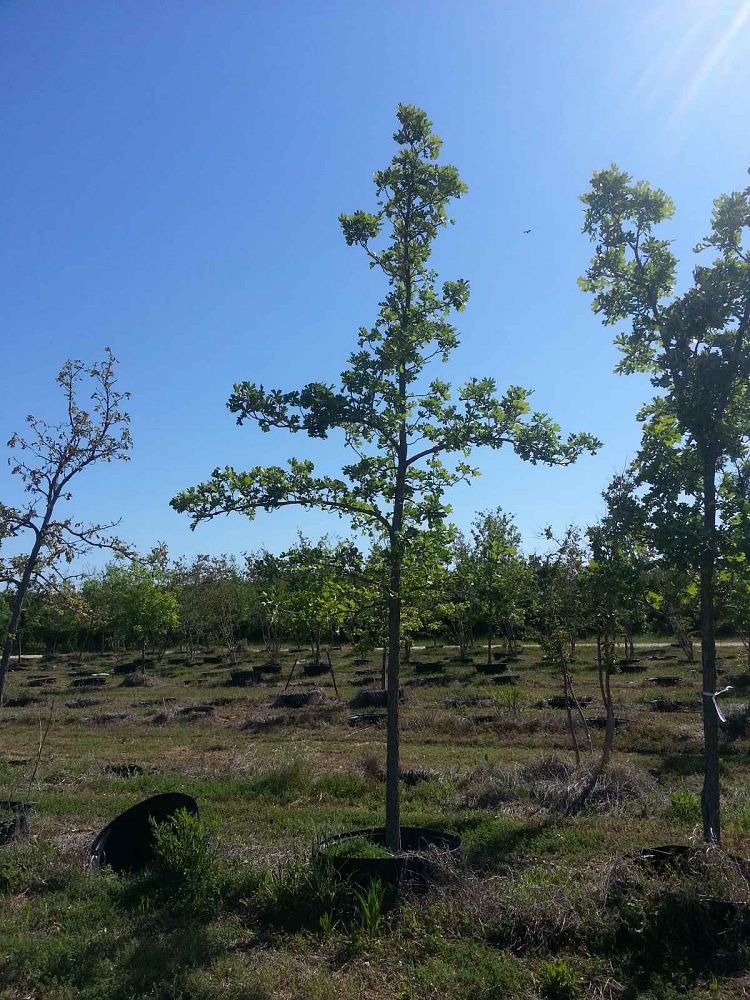 quercus-macrocarpa-bur-oak-tree