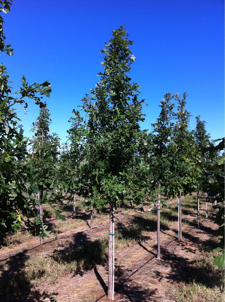 quercus-macrocarpa-bur-oak-tree