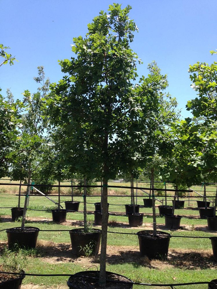 quercus-macrocarpa-bur-oak-tree