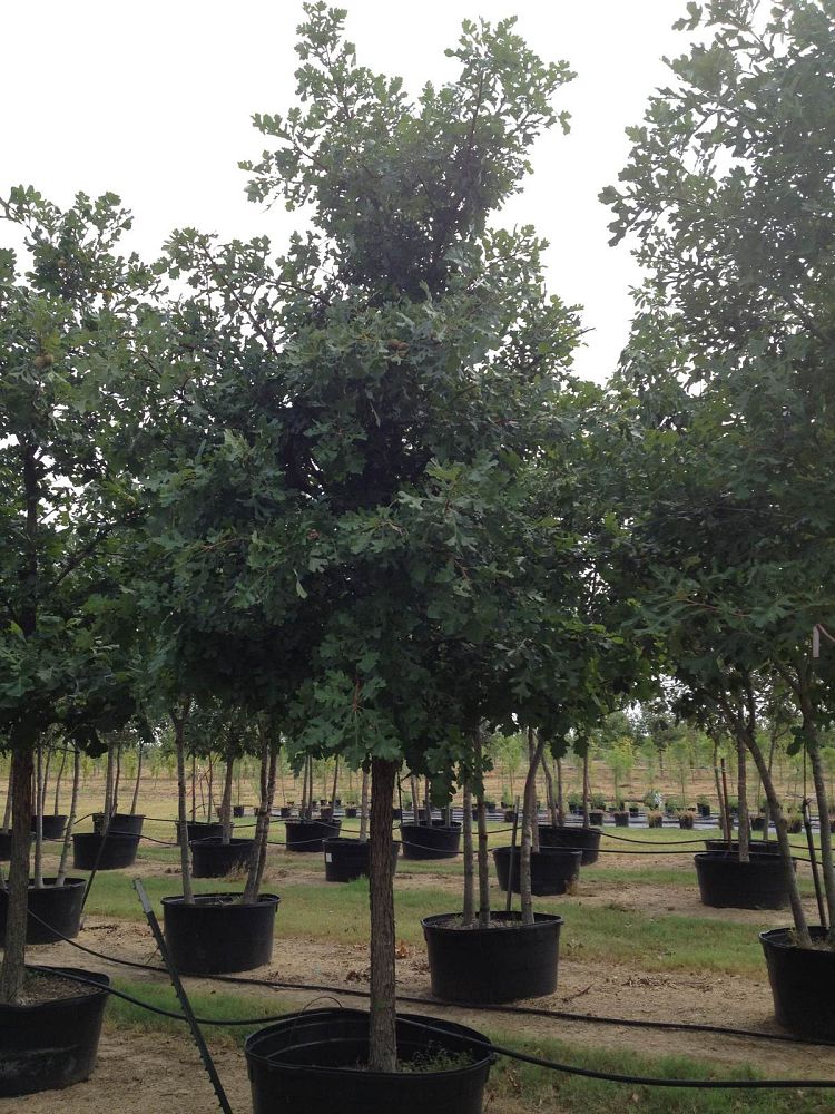 quercus-macrocarpa-bur-oak-tree