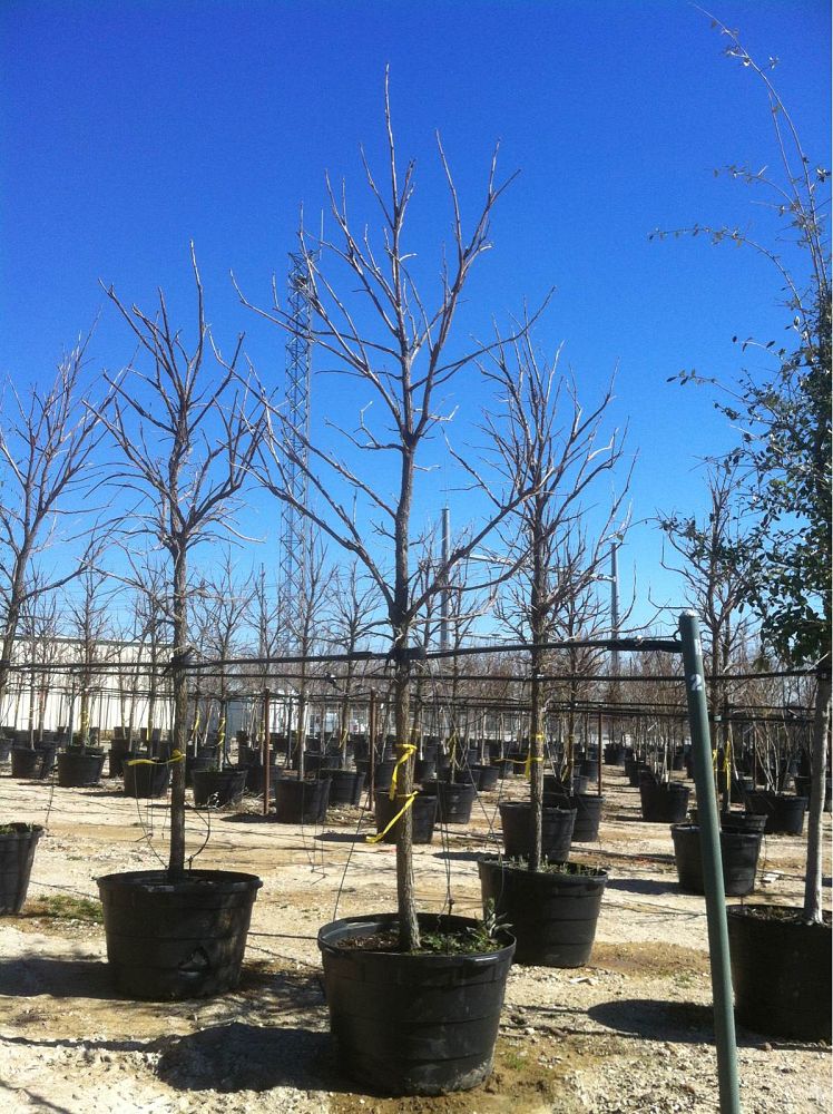 quercus-macrocarpa-bur-oak-tree
