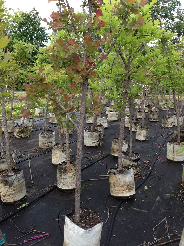 quercus-macrocarpa-bur-oak-tree