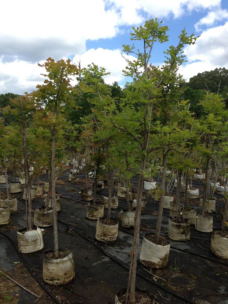 quercus-macrocarpa-bur-oak-tree