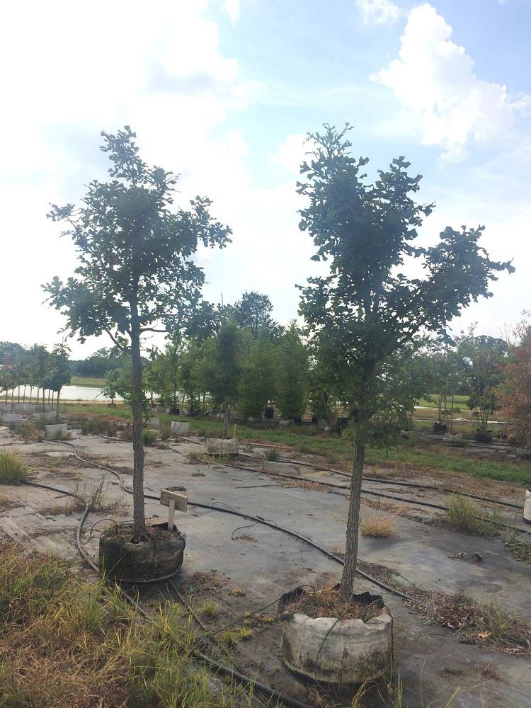 quercus-macrocarpa-bur-oak-tree