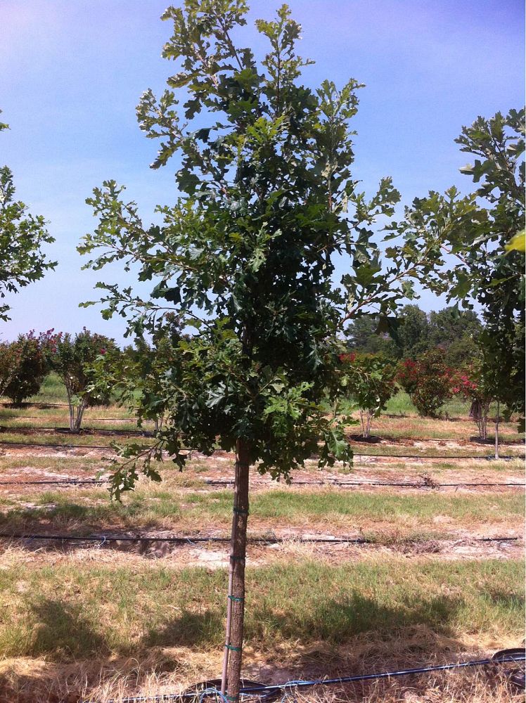 quercus-macrocarpa-bur-oak-tree