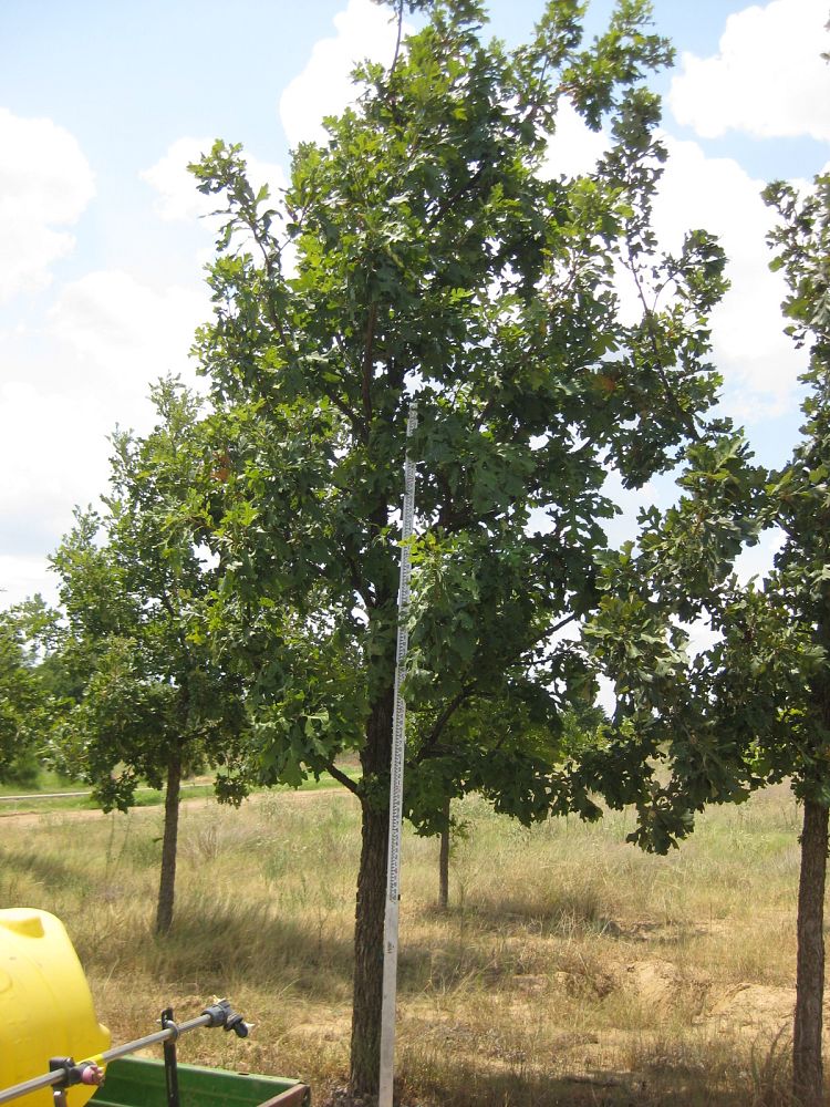 quercus-macrocarpa-bur-oak-tree