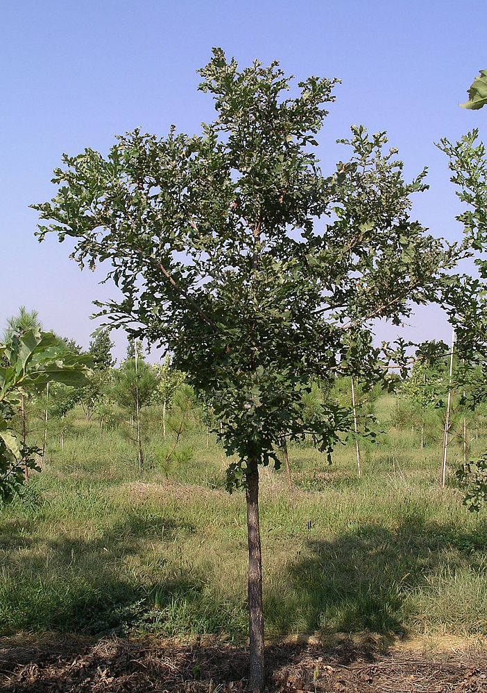 quercus-macrocarpa-bur-oak-tree