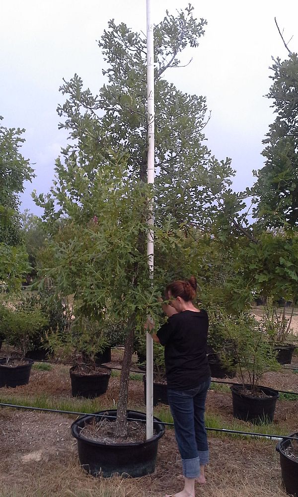 quercus-macrocarpa-bur-oak-tree