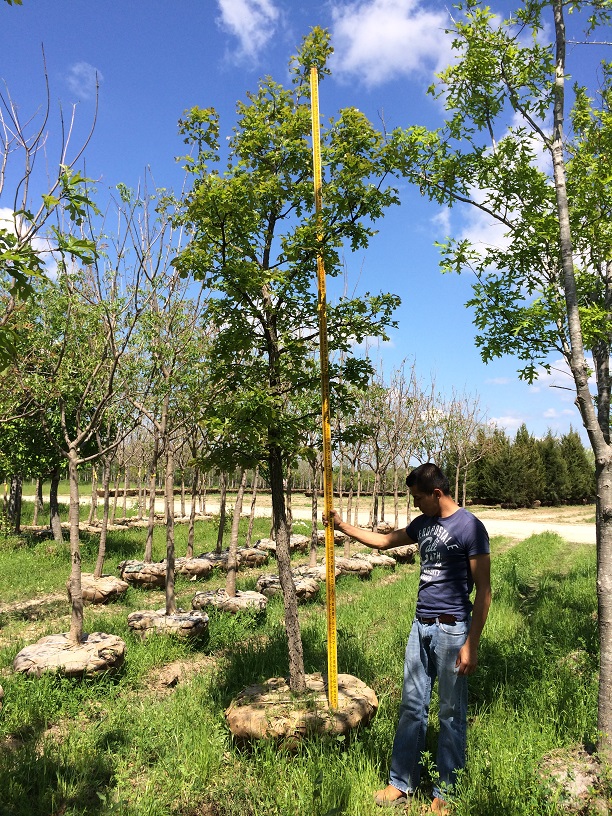 quercus-macrocarpa-bur-oak-tree