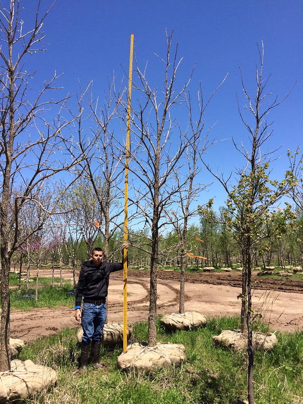 quercus-macrocarpa-bur-oak-tree