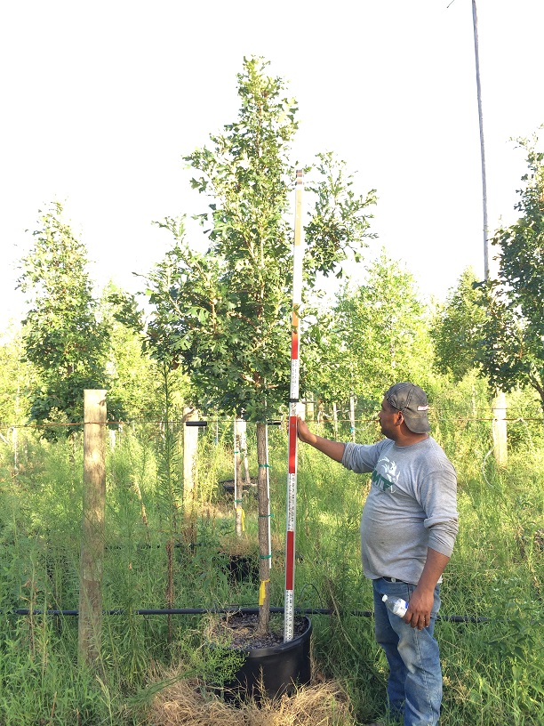 quercus-macrocarpa-bur-oak-tree