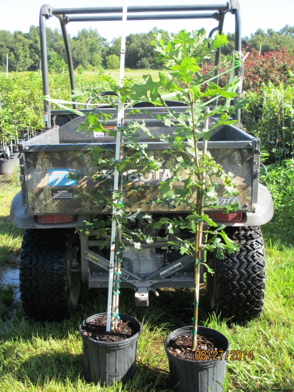quercus-macrocarpa-bur-oak-tree