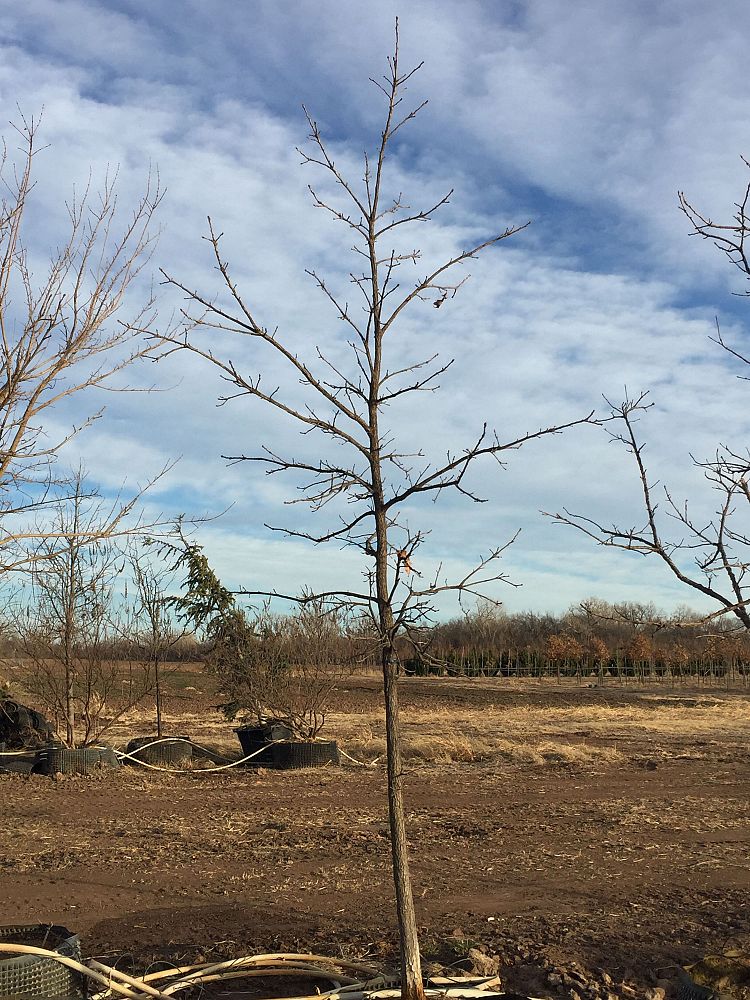 quercus-macrocarpa-bur-oak-tree