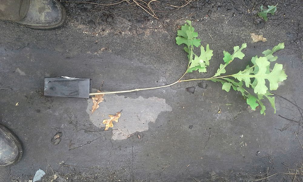 quercus-macrocarpa-bur-oak-tree