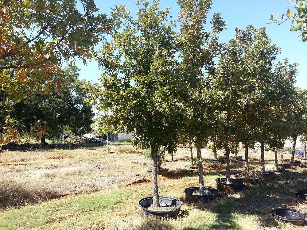 quercus-macrocarpa-bur-oak-tree