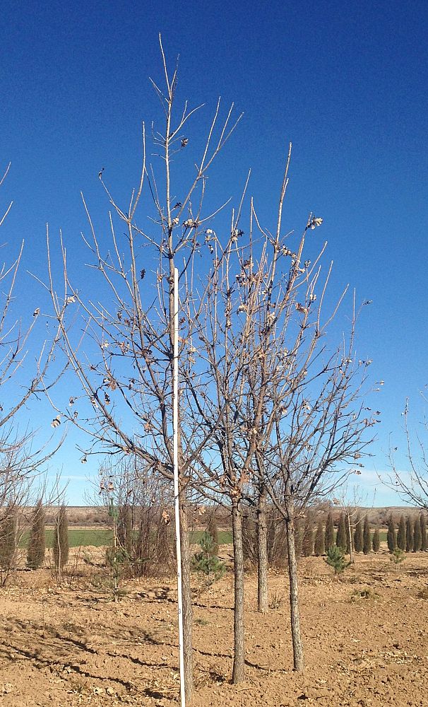 quercus-macrocarpa-bur-oak-tree