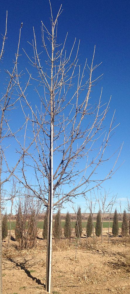 quercus-macrocarpa-bur-oak-tree
