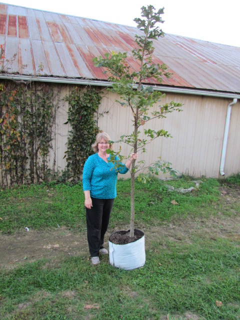 quercus-macrocarpa-bur-oak-tree