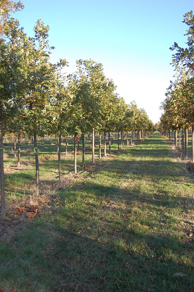 quercus-macrocarpa-bur-oak-tree
