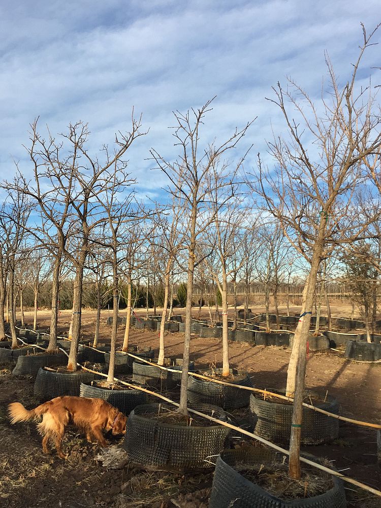 quercus-macrocarpa-bur-oak-tree