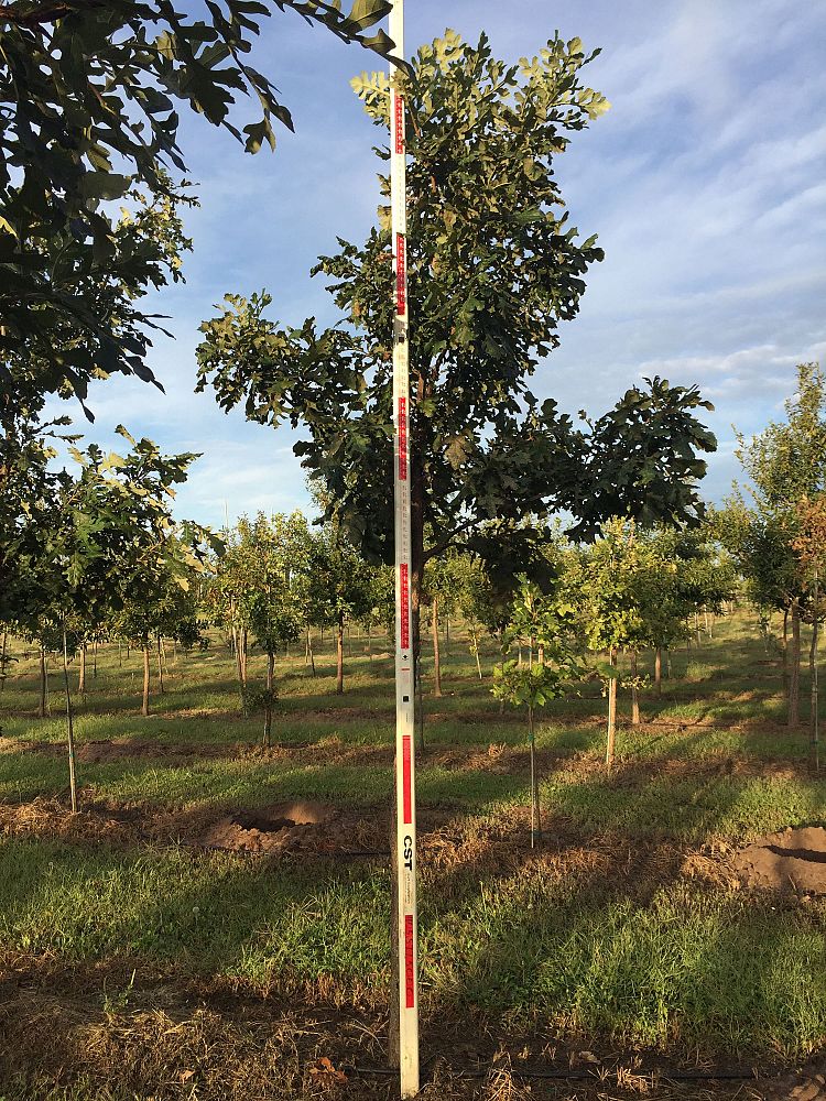 quercus-macrocarpa-bur-oak-tree