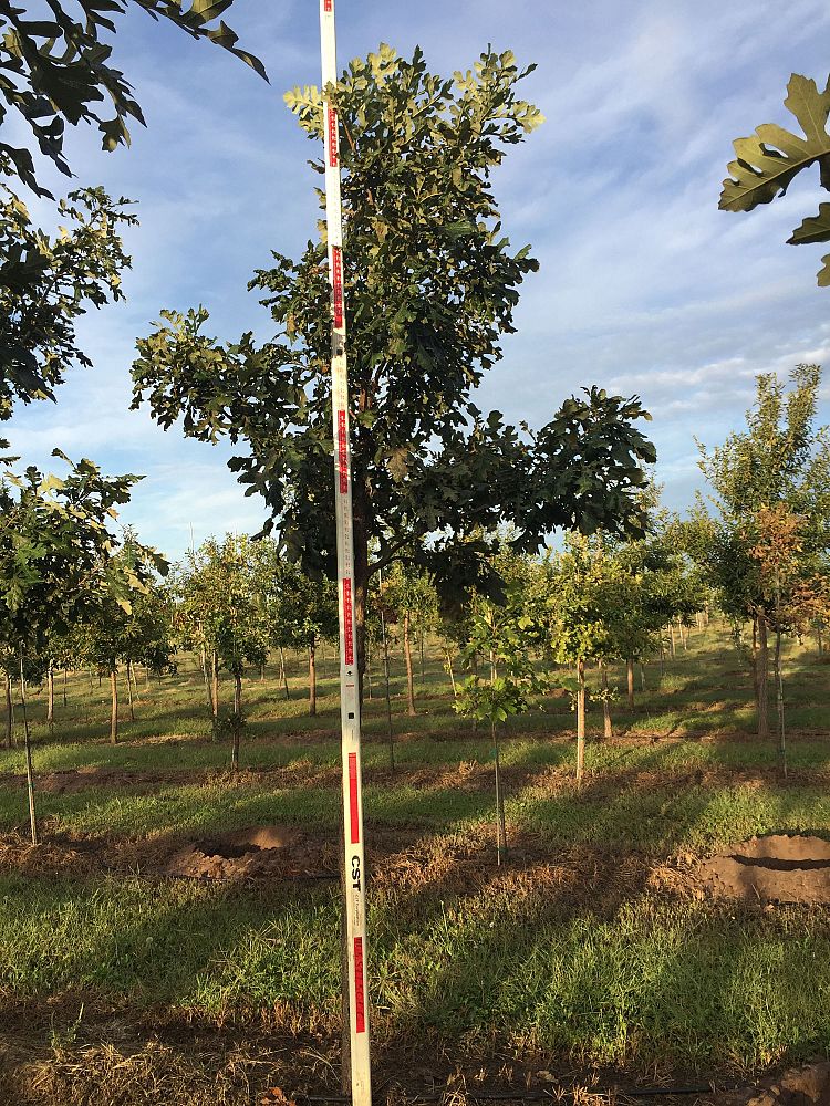 quercus-macrocarpa-bur-oak-tree