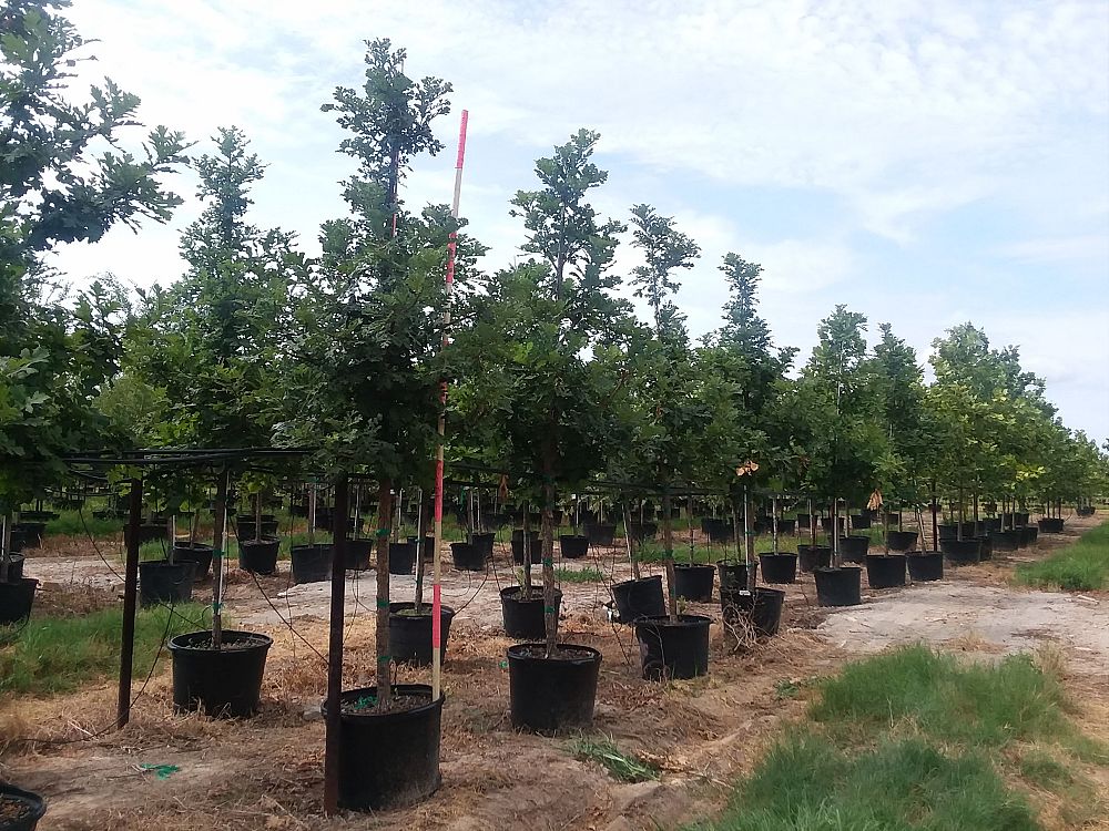 quercus-macrocarpa-bur-oak-tree
