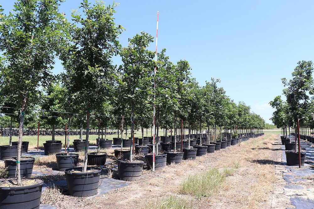 quercus-macrocarpa-bur-oak-tree