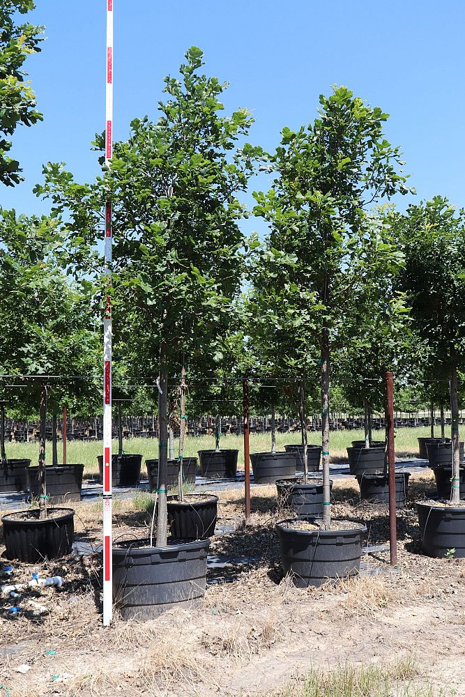 quercus-macrocarpa-bur-oak-tree