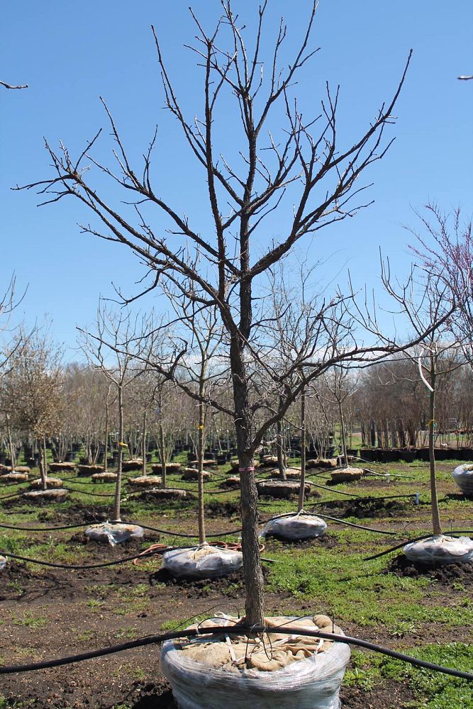 quercus-macrocarpa-bur-oak-tree