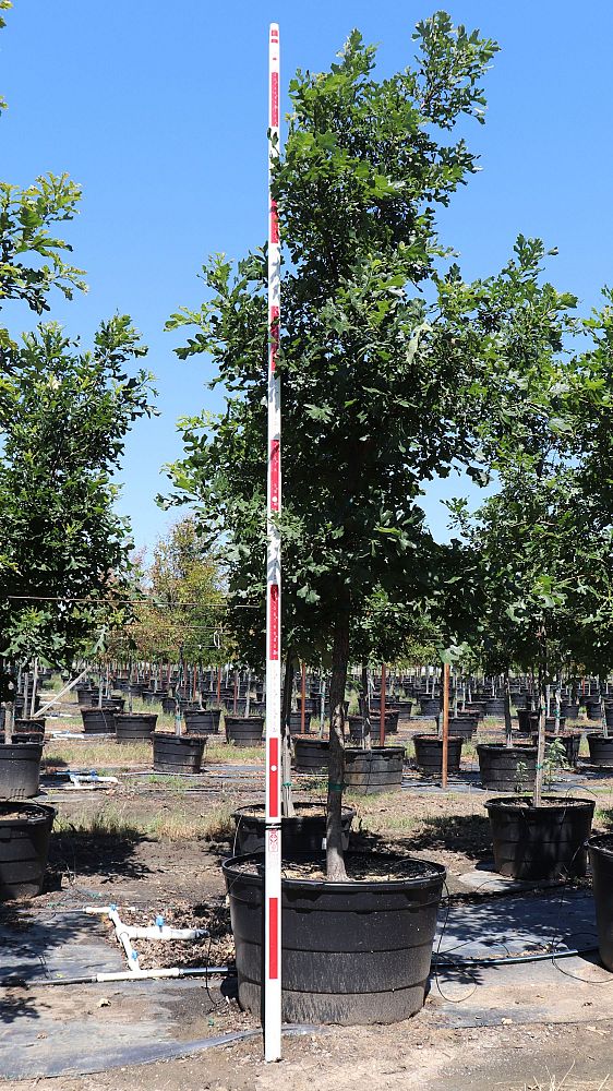 quercus-macrocarpa-bur-oak-tree