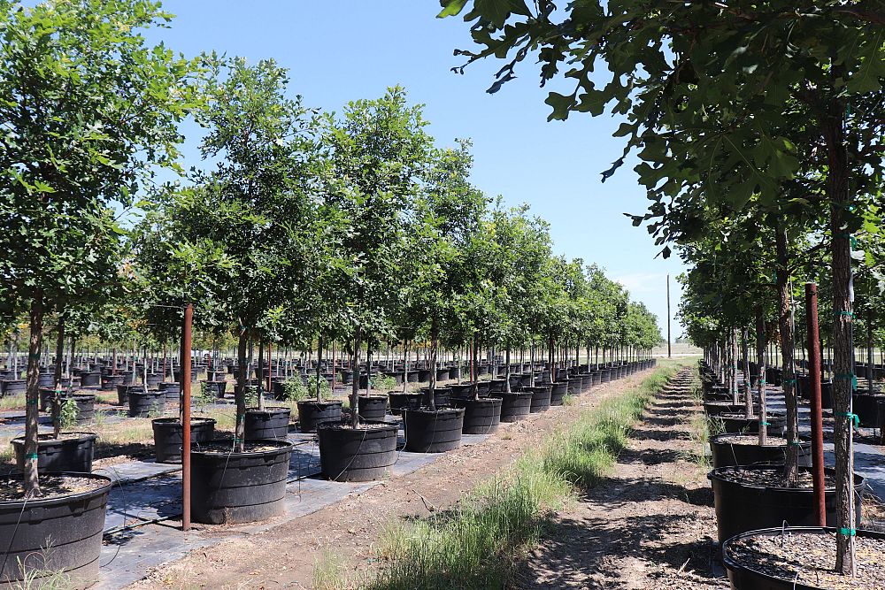 quercus-macrocarpa-bur-oak-tree