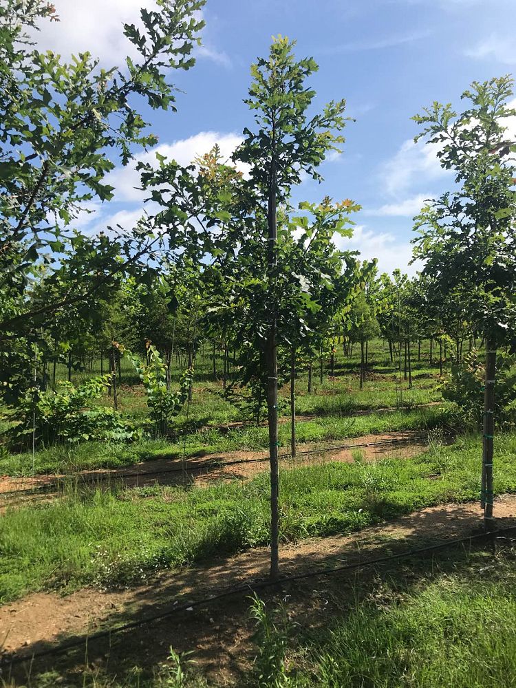 quercus-macrocarpa-bur-oak-tree