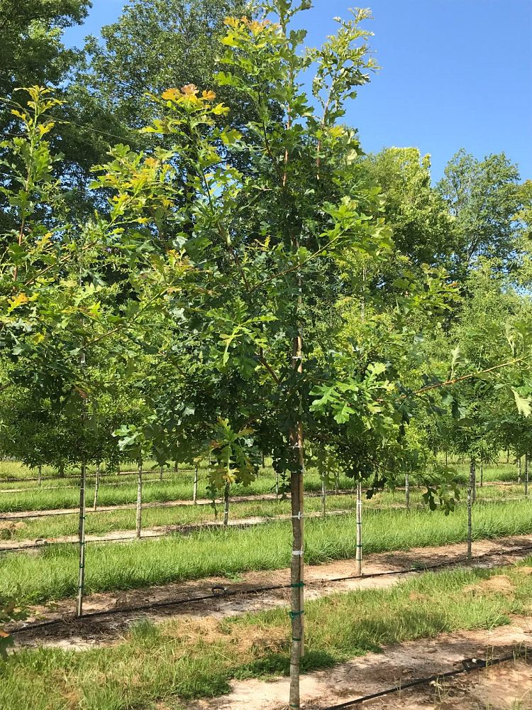 quercus-macrocarpa-bur-oak-tree