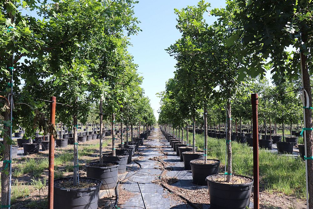 quercus-macrocarpa-bur-oak-tree