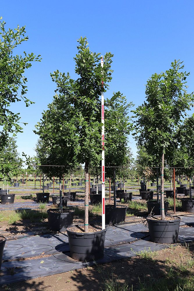 quercus-macrocarpa-bur-oak-tree