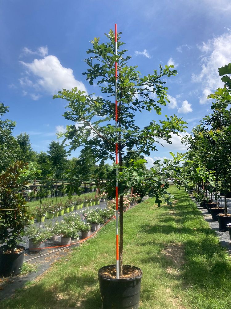 quercus-macrocarpa-bur-oak-tree